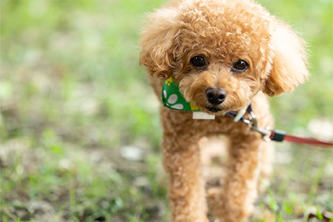 自撮り棒での犬の撮影方法・コツ