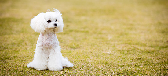 インスタ映えする犬の写真の撮り方・コツを紹介
