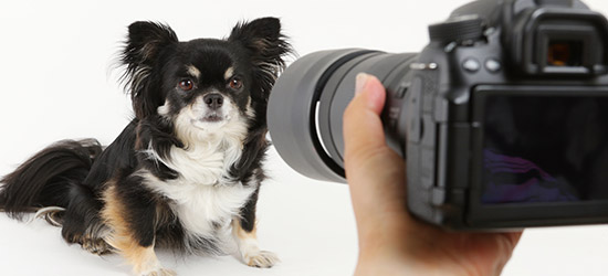 一眼レフでの犬の写真の上手な撮り方を紹介！ポイント・コツなど
