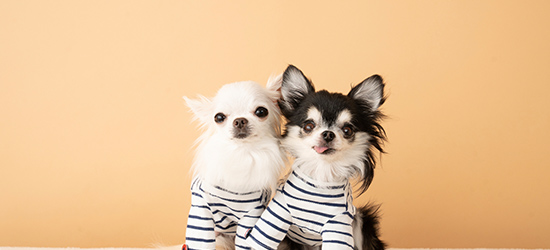 愛犬写真を使ったTシャツを作ろう！作り方・注意点を解説