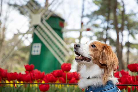 愛犬写真を使ったTシャツを作る際の注意点