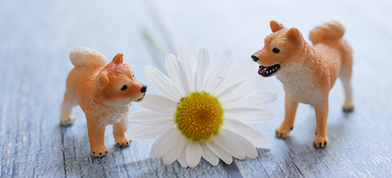 【手作りの愛犬グッズ】アイデアや作り方を解説