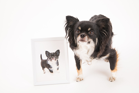 愛犬グッズを手作りする際の注意点