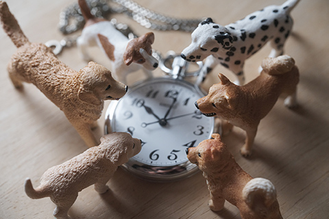 【手作り愛犬グッズ】アイデア・作り方