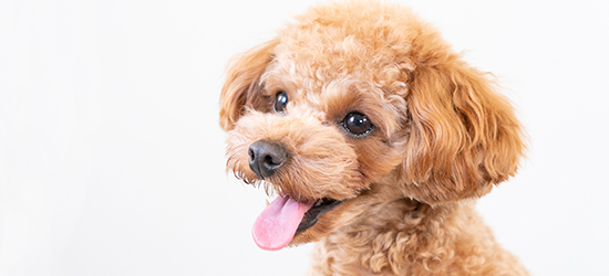 愛犬の写真入りスマホケースの作り方！自作・サービスの利用など