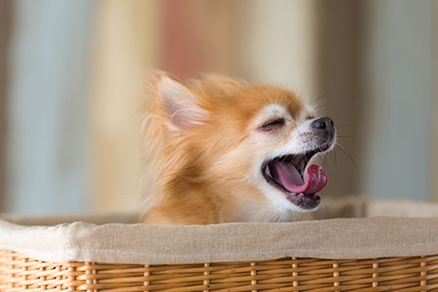 ペット写真入りクッションを作る際の注意点