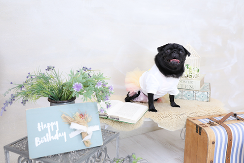 愛犬の誕生日に写真館で撮影するなら