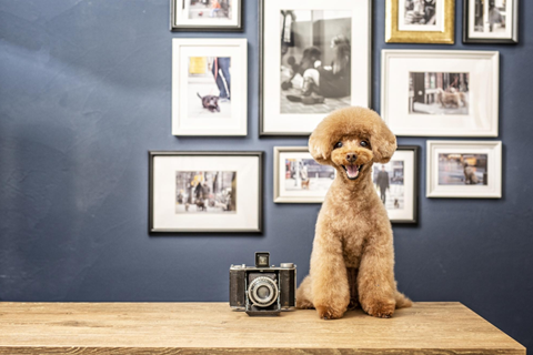 ペット撮影用のコンデジを選ぶ際のポイント
