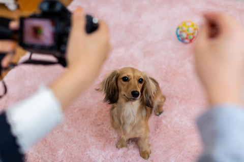 コンデジでのペット撮影のポイント・コツ