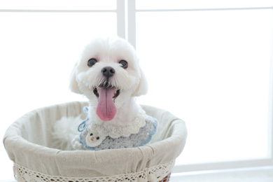 福岡西店 / ペット撮影